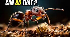 10 awesome facts about ants