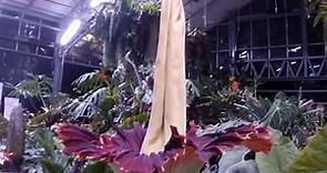 Video: Corpse flower filmed in rare once-in-seven-years blooming | Offbeat News | Sky News