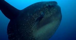 Rare Footage of Ocean Sunfish Getting Cleaned | BBC Earth