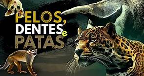 Os INCRÍVEIS mamíferos BRASILEIROS - TODAS AS 12 ORDENS!