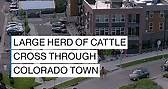 ABC News - HOLY COW: A large herd of cattle crossed...