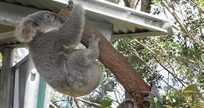 Crazy koala fight