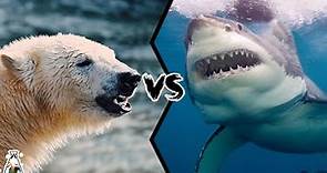 Polar Bear VS Great White Shark - Who Will Emerge Victorious?