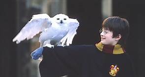 "Harry Potter e la pietra filosofale": trama, cast e trailer | TV Sorrisi e Canzoni