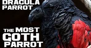 Dracula Parrot Facts - The Gothic Vampire Parrot - Animal a Day