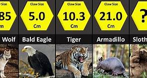 Animal Claws Comparison: Which animal has the biggest claws?