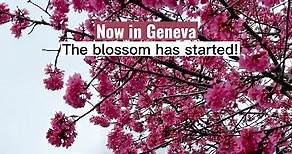 The first blossom has already started here in Geneva!!🌸 Location: 📍Brunswick Monument It’s still not in its full blown capacity but as you can see it looks soo beautiful! Have you seen it already? Have a lovely weekend💖 #genf #geneve #genève #genevesuisse #geneva #genevatiktok #genevatiktoker #spring #springblossom #blossom #geneva_switzerland #switzerland #schweiz #schweiztiktok #frühling #blumen #reisen #wanderlust #travel #travelswitzerland #visitgeneva #fypシ #capcut #fypシ゚viral