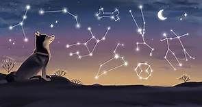 Dog Zodiac Signs: What Their Sign Says About Them, 2024 Horoscopes and More