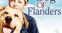 A Dog of Flanders streaming: where to watch online?