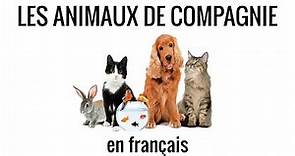 Les animaux de compagnie en français, fle – vocabulaire 8