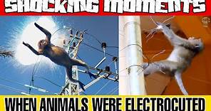 Top 10 Shocking Moments When Animals Were Electrocuted