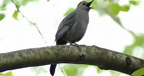 Gray catbird singing song