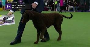 Retrievers (Curly-Coated) | Breed Judging 2019