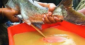 Fish Breeding Full Process || Fish Hatchery - Brigade Fish Breeding || Clips On