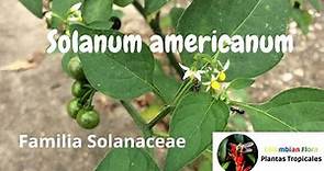Solanum americanum o hierba mora, planta tropical alimenticia, medicinal, toxica. #solanum