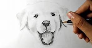 Comment dessiner un chien [TUTORIEL]