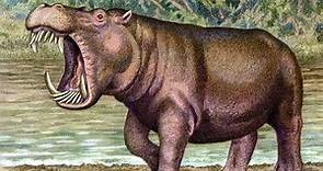 The Evolution of the Hippopotamus
