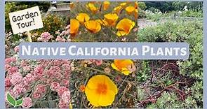 Native California Plants | Garden Tour (Humboldt Botanical Garden)