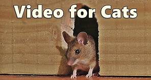 Videos for Cats ~ Mouse in The House 🐭 A Video for Cats to Watch Mice 🐭 8 HOURS