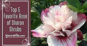 Top 5 Favorite Rose of Sharon Shrubs | NatureHills.com
