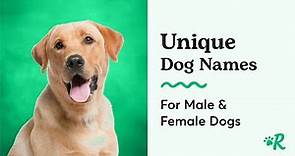 The Most Unique Dog Names for Female and Male Dogs