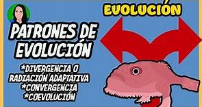 Patrones de evolución - Coevolución, divergente y convergente | Evolución |