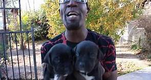 Aaron Hall - The Real Dog Whisperer