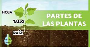 PARTES de una PLANTA 🌱 + sus FUNCIONES 🌸🍑