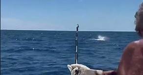Alice Kelly Tournament 2022. 2 of 2 videos of catch & release of a Blue Marlin. Thanks to Nik, Abbey