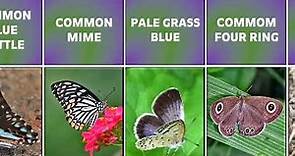Different Types of Butterflies|Interesting Data