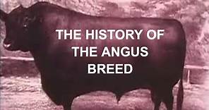 ANGUS CATTLE HISTORY: The History of the Angus Breed in America