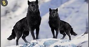 Los 14 Lobos Más Bonitos Del Mundo