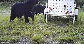 Black Bear Sets Trap and Gets Caught