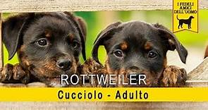Rottweiler - Cucciolo - Adulto