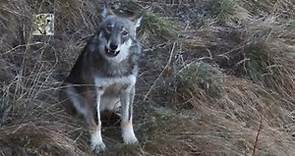 L'ululato del lupo (canis lupus italicus) -The Wolf's howling