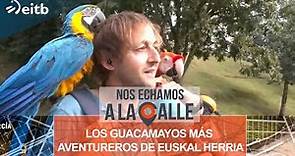 Conocemos en Irun a los guacamayos más aventureros de Euskal Herria: ¡han visitado 11 países!