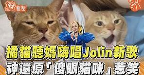 橘貓聽媽嗨唱Jolin新歌 神還原「傻眼貓咪」惹笑｜TVBS新聞｜擠看看@TVBSNEWS01