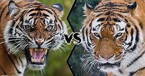 BENGAL TIGER VS SIBERIAN TIGER - Who Is The Strongest?