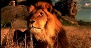 Le clan des rois - film avec lions qui parlent DVD