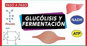 Glucólisis: pasos y destino del piruvato (fermentación)