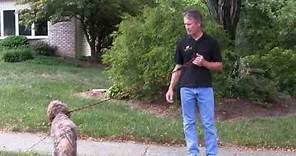 Alpha Dog Obedience Training - Basic Steps to Train Your Dog