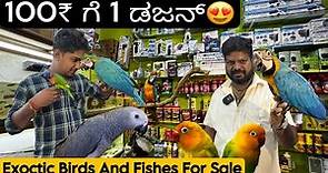 EXOCTIC Birds For Sale | With Price |Talking Parrot | Exotic Pets At Cheap Price