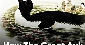 Learn How The Great Auk Became Extinct - Extinct or Alive