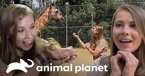 Los mejores momentos de Bindi en la 1ª temporada | Los Irwin | Animal Planet