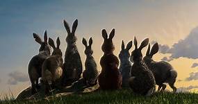 Recensione La collina dei conigli: su Netflix, scontro fra roditori in CGI