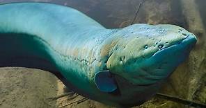 Big & Deadly ELECTRIC EELS - Amazon River Monsters