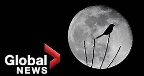 What is a ‘full worm moon’? | Global News