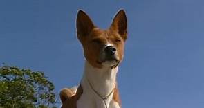 Breed All About It S02:E06 - Basenji