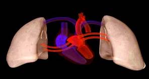 Heart Structure | Biology | Anatomy