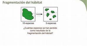 4. Qué es y qué no es fragmentación del hábitat: Primera parte